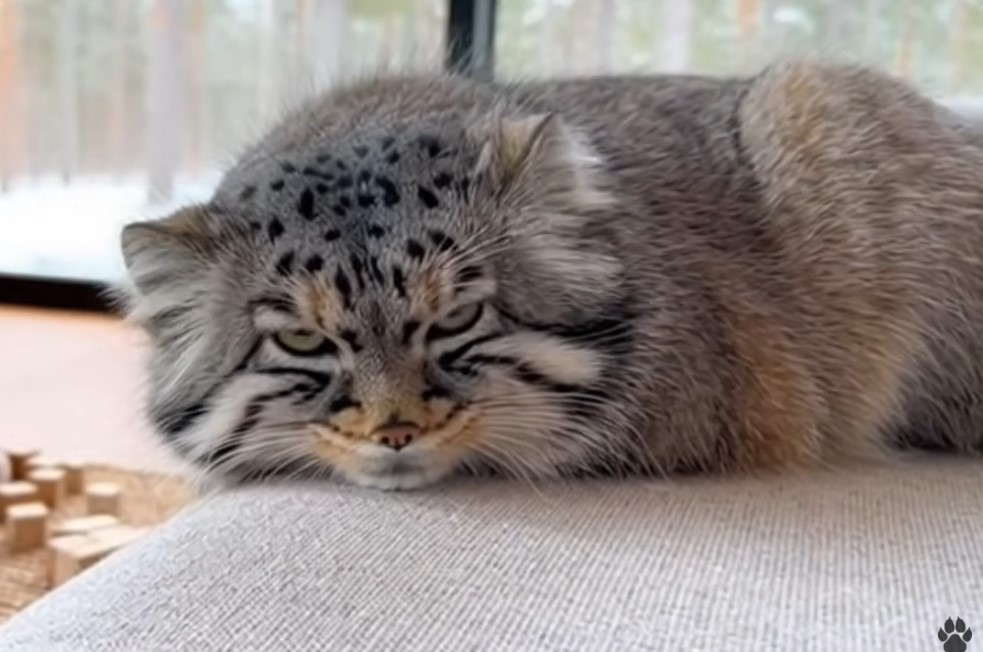 Screenshot 1better pal