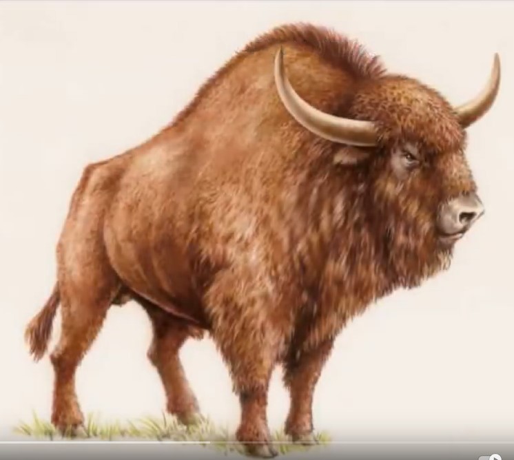 Screenshot 1stetee bison