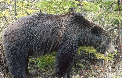 brown bear image