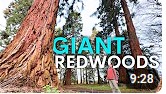 giant redwood in uk