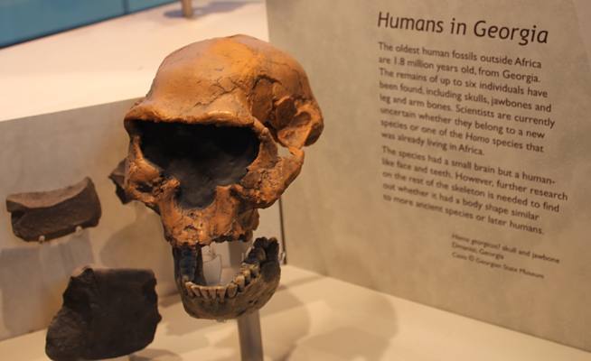 Photo of skull from Humans in Georgia. Display found in the Natural History Museum in London