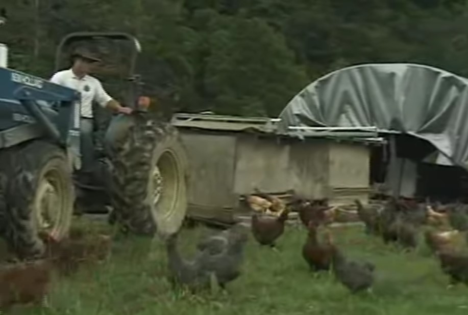 Screenshot 1moving chickens
