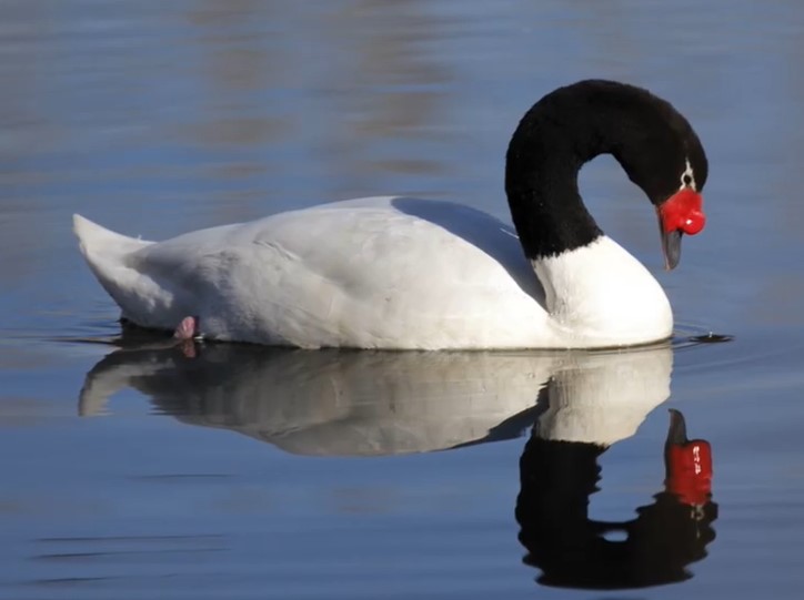 Screenshot 2black nek swan