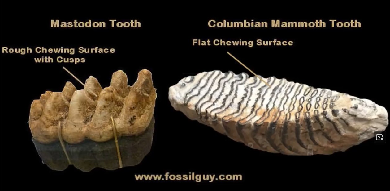 mastodon tooth